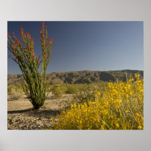 Ocotillo och ökenna senna poster
