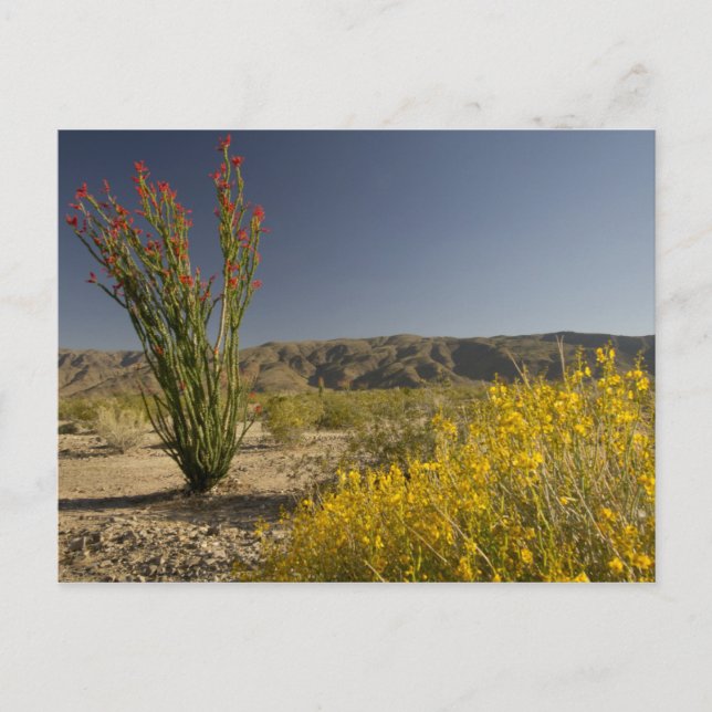 Ocotillo och ökenna senna vykort (Framsida)