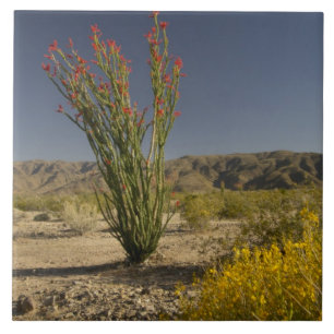 Ocotillo och ökensenna kakelplatta