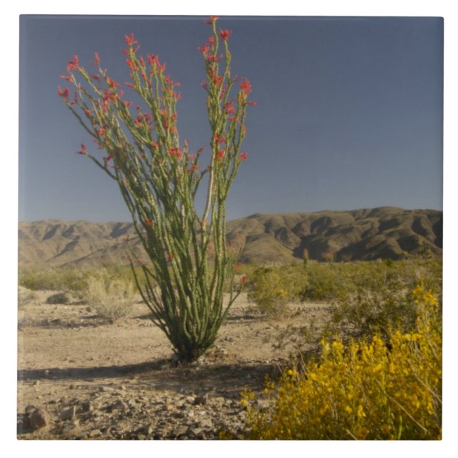 Ocotillo och ökensenna kakelplatta (Framsidan)