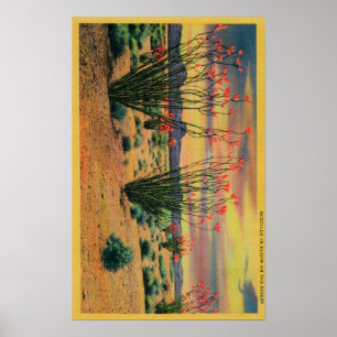 Ocotilloen blommar i blom, Kalifornien DesertStat Poster