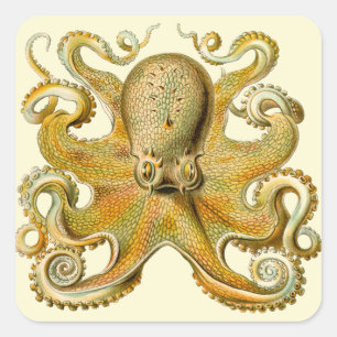 Octopus antique illustration sea monster fyrkantigt klistermärke