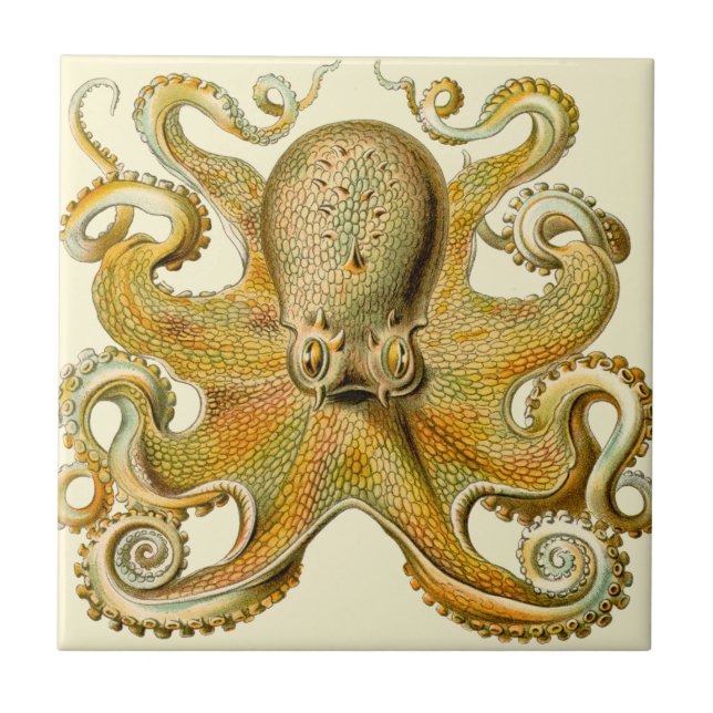 Octopus antique illustration sea monster kakelplatta (Framsidan)
