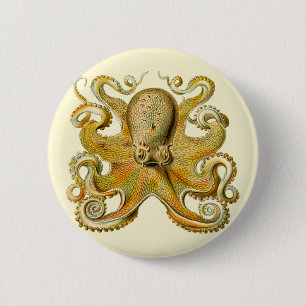 Octopus antique illustration sea monster knapp