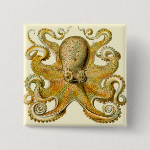 Octopus antique illustration sea monster knapp