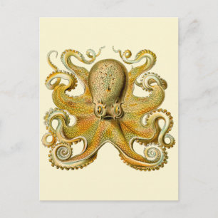 Octopus antique illustration sea monster vykort