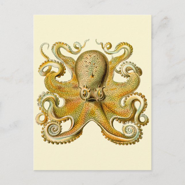 Octopus antique illustration sea monster vykort (Framsida)