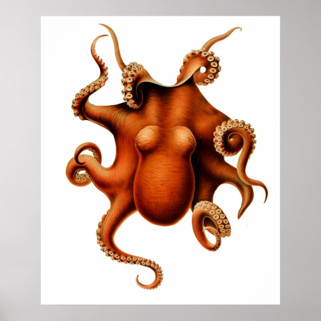 Octopus Die Cephalopod Vintage affisch (Framsidan)