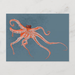 Octopus Hugs Vykort