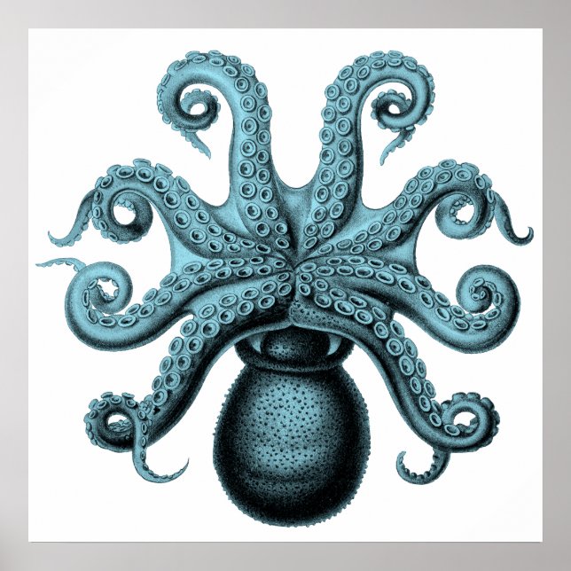 Octopus i Teal Poster (Framsidan)
