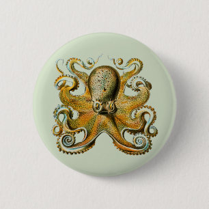 Octopus Knapp