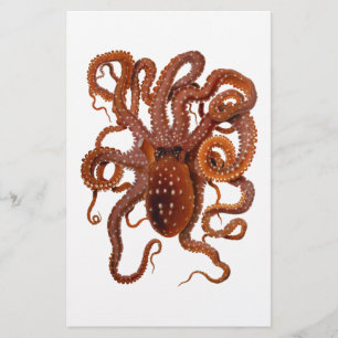 Octopus Macropus Atlantisk vitfläckig bläckfisk