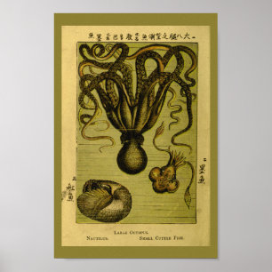 Octopus Nautilus Vintage Sea Creatures Art Skriv u Poster