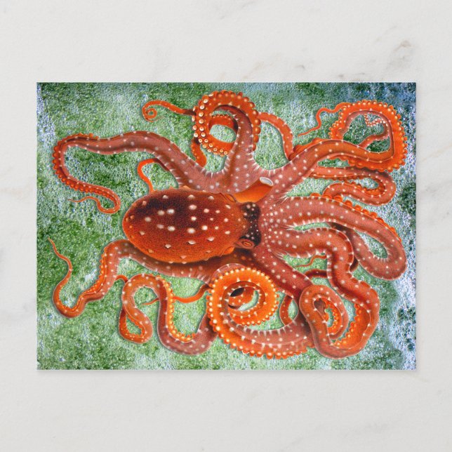 Octopus Oceans Vintage Vykort (Framsida)