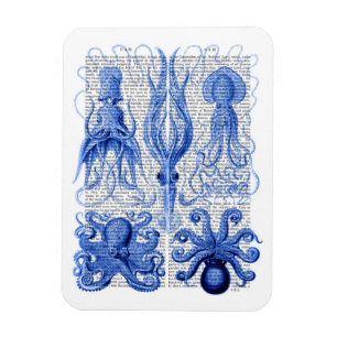 Octopus och bläckblått magnet