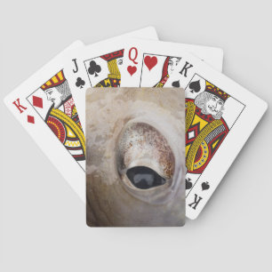 Octopus Öga Casinokort