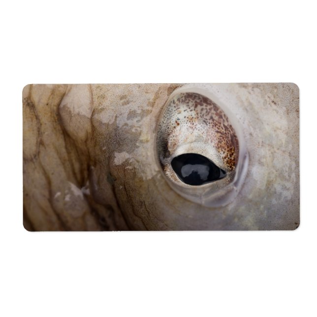 Octopus Öga Fraktsedel (Framsidan)