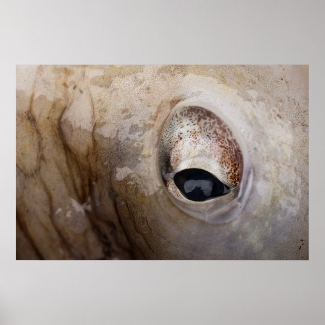 Octopus Öga Poster (Framsidan)