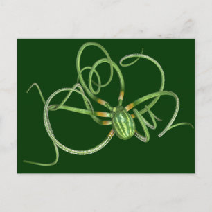 Octopus på vattenmelondagen vykort