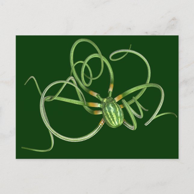 Octopus på vattenmelondagen vykort (Framsida)