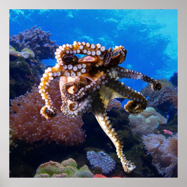 Octopus Poster (Framsidan)