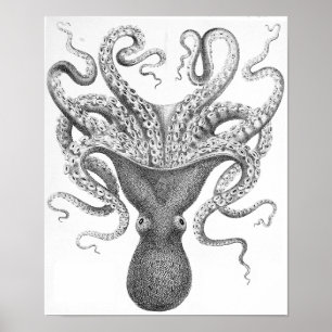 Octopus Scientific Illustration Poster