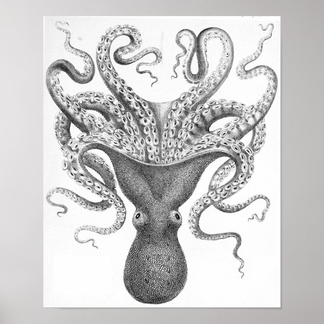 Octopus Scientific Illustration Poster (Framsidan)
