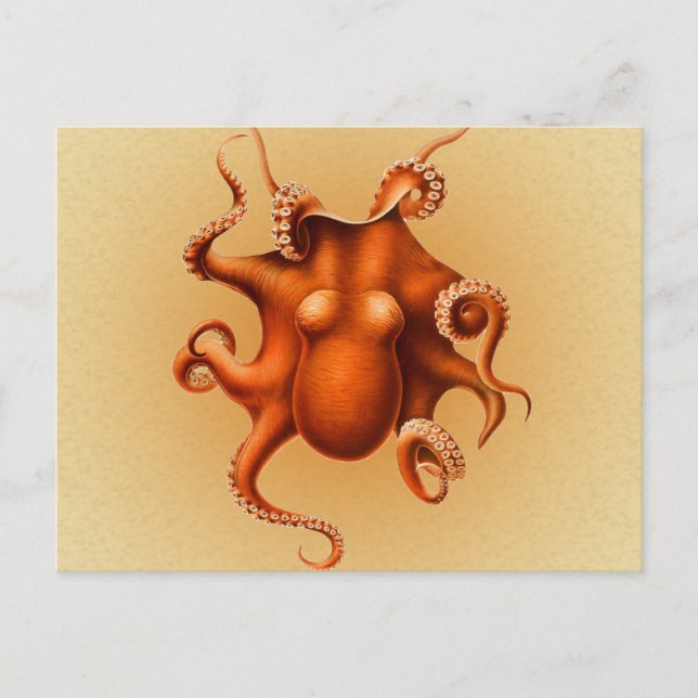 Octopus Sea Monster Creature Cephalapod Vintage Vykort (Framsida)