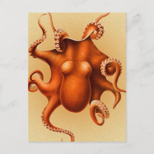 Octopus Sea Monster Creature Cephalapod Vintage Vykort