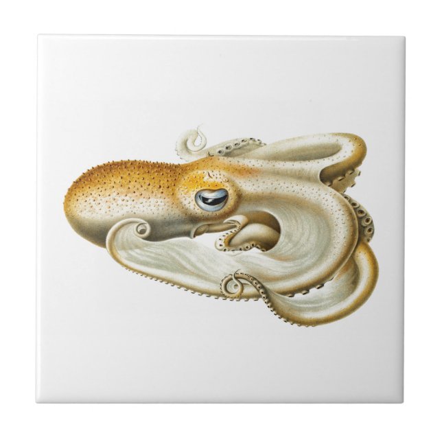 "OCTOPUS" SJÖLIV CERAMIC TILE KAKELPLATTA (Framsidan)