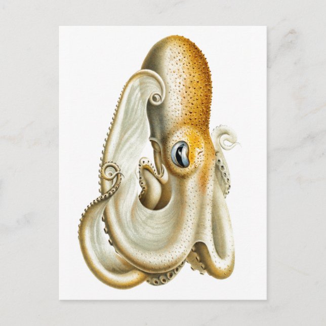 "OCTOPUS"-SJÖLIVETS POSTCARD VYKORT (Framsida)