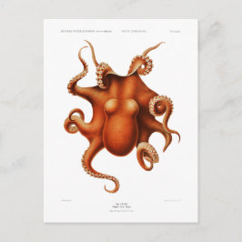"OCTOPUS"-SJÖLIVETS POSTCARD VYKORT