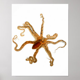 Octopus Skriv ut nr 3 Cephalopod Sea CreatArt Poster