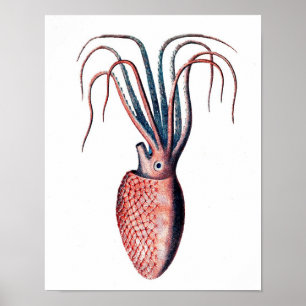 Octopus Skriv ut nr 4 Cephalopod Sea CreatArt Poster