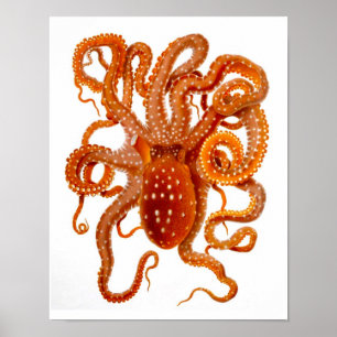 Octopus Skriv ut nr 6 Cephalopod Sea CreatArt Poster