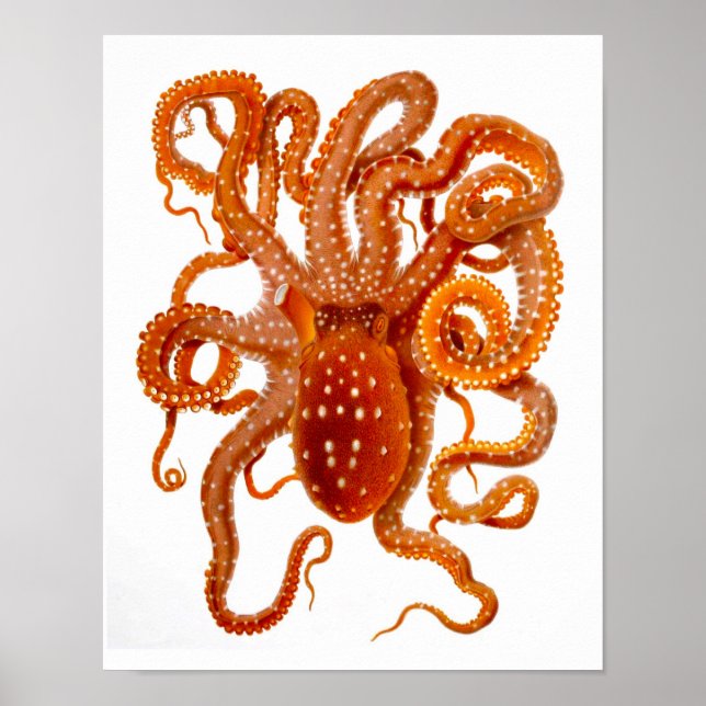 Octopus Skriv ut nr 6 Cephalopod Sea CreatArt Poster (Framsidan)