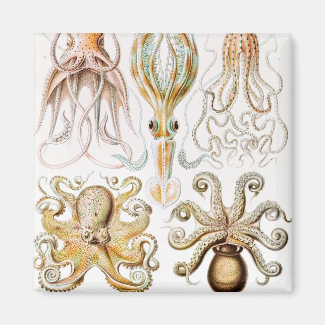 Octopus Squid, Gamochonia av Ernst Haeckel Magnet (Framsidan)
