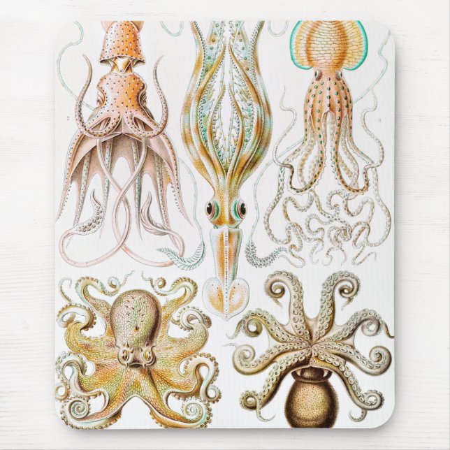 Octopus Squid, Gamochonia av Ernst Haeckel Musmatta (Framsidan)