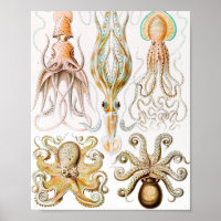 Octopus Squid, Gamochonia av Ernst Haeckel