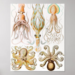 Octopus Squid, Gamochonia av Ernst Haeckel Poster
