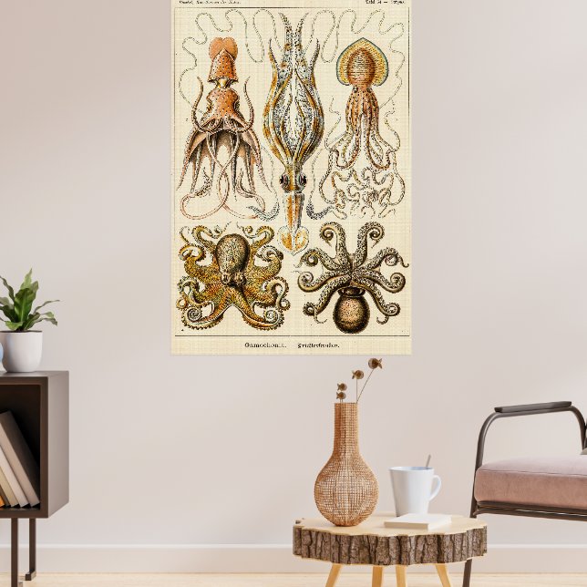 Octopus Squid Gamochonia av Ernst Haeckel Poster (Vardagsrum 3)