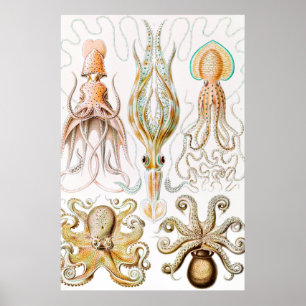 Octopus Squid, Gamochonia av Ernst Haeckel Poster