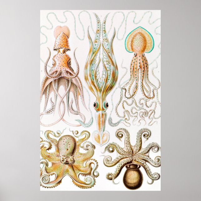 Octopus Squid, Gamochonia av Ernst Haeckel Poster (Framsidan)