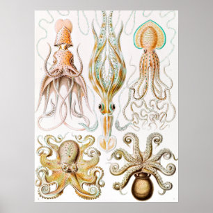 Octopus Squid, Gamochonia av Ernst Haeckel Poster