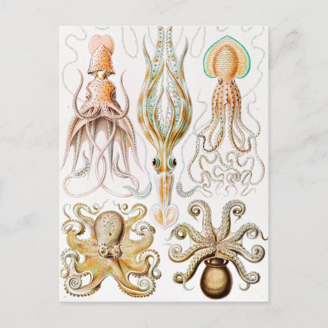 Octopus Squid, Gamochonia av Ernst Haeckel Vykort (Framsida)