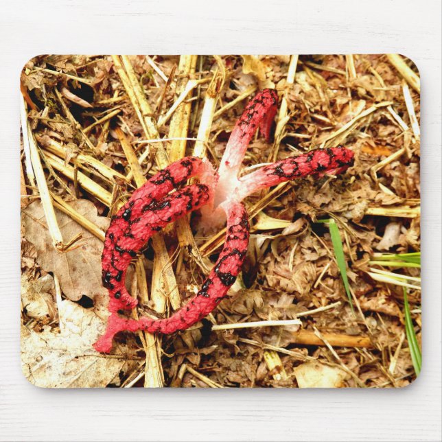 Octopus Stinkhorn Musmatta (Framsidan)