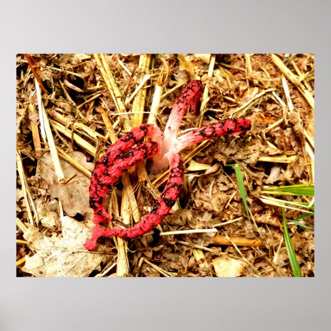 Octopus Stinkhorn Poster (Framsidan)