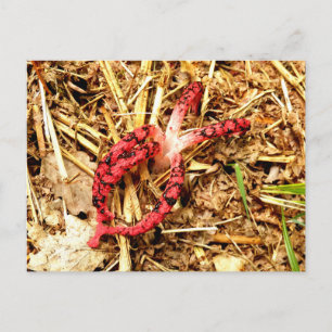 Octopus Stinkhorn-vykort Vykort
