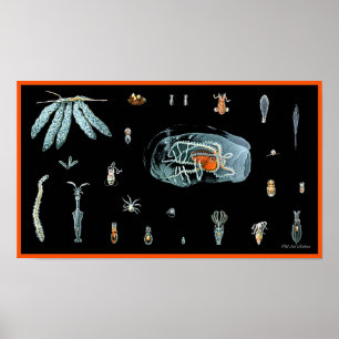 Octopus- studie poster