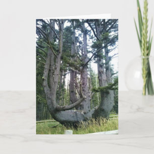 Octopus Träd, Cape Meares, Oregon Kort